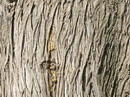 Cupressus sempervirens Var.Cereform,Italian, Tuscan, Graveyard Cypress, Pencil Pine,سرو زربین
